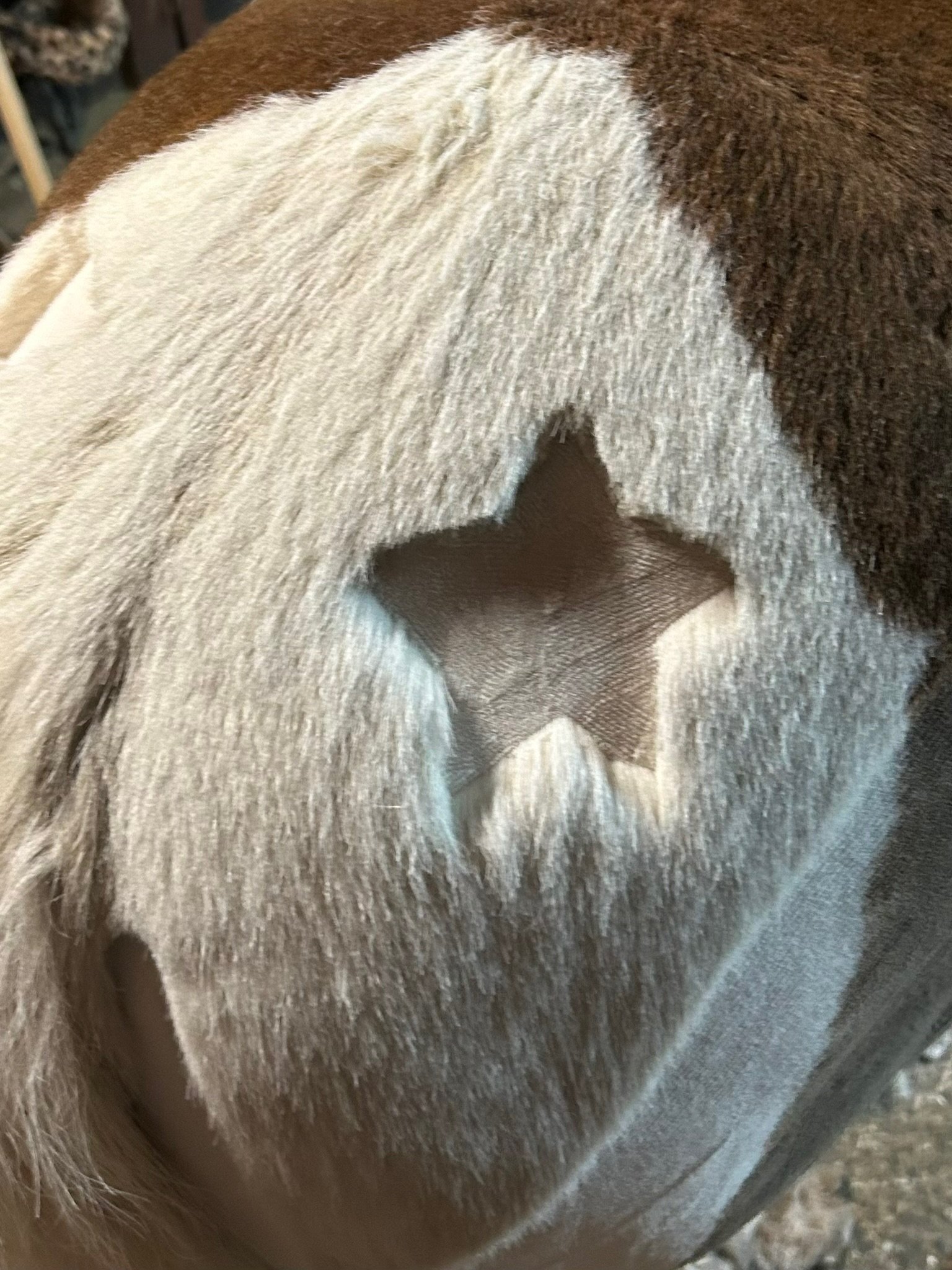 Galerie – Pferdewaage Einsatzbild 02