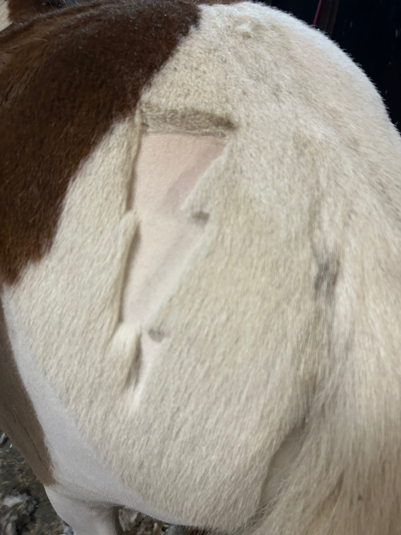 Galerie – Pferdewaage Einsatzbild 03